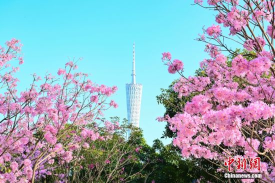 万向娱乐平台：广州紫色风铃木花朵盛放