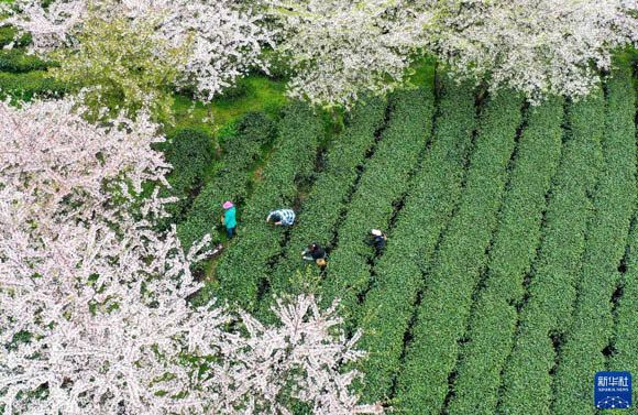 3月31日，茶农在贵州省遵义市余庆县松烟镇二龙村茶场采摘茶叶（无人机照片）。