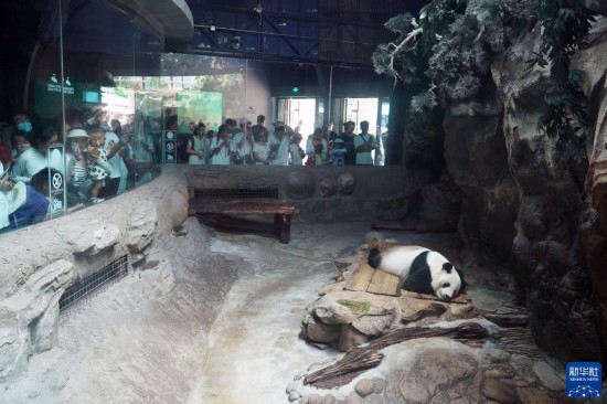 6月22日，游客在北京动物园大熊猫馆参观。新华社记者 任超 摄