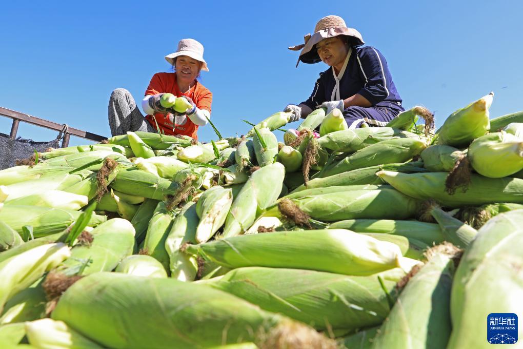 华宇平台注册：河北万全：鲜食玉米成熟上市