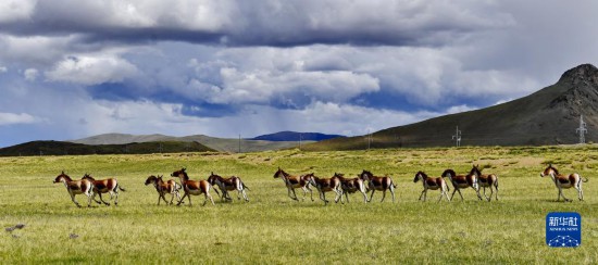 奔跑在措勤县草原上的藏野驴（8月18日摄）。