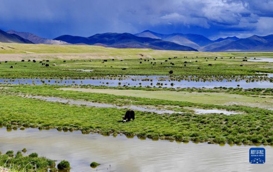 措勤县的湿地牧场（8月18日摄）。