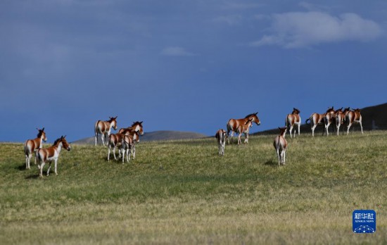 在措勤县草原上散步的藏野驴（8月18日摄）。