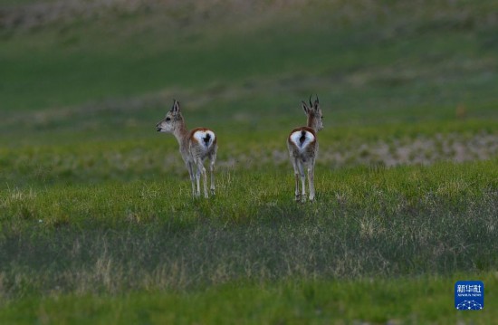 措勤县草原上的藏原羚（8月18日摄）。