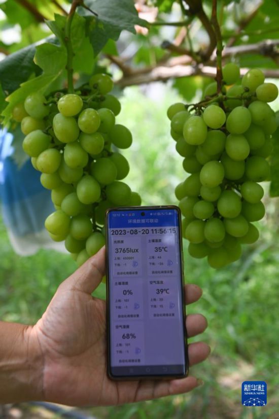 万向平台官方：浙江诸暨：推进葡萄产业升级 助力现代农业发展