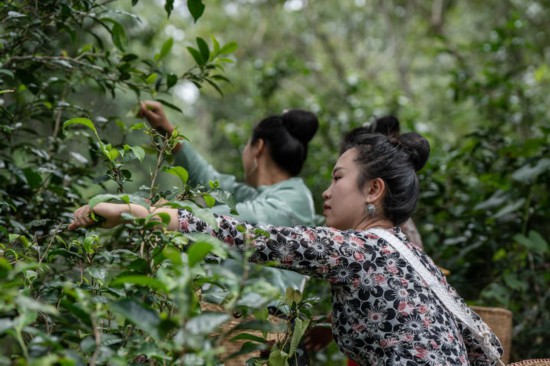 在景迈山大平掌古茶林，傣族姑娘在采摘茶叶（9月14日摄）。新华社记者 胡超 摄