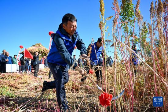 9月28日，农民参加内蒙古武川县首届藜麦开镰节割藜麦比赛。