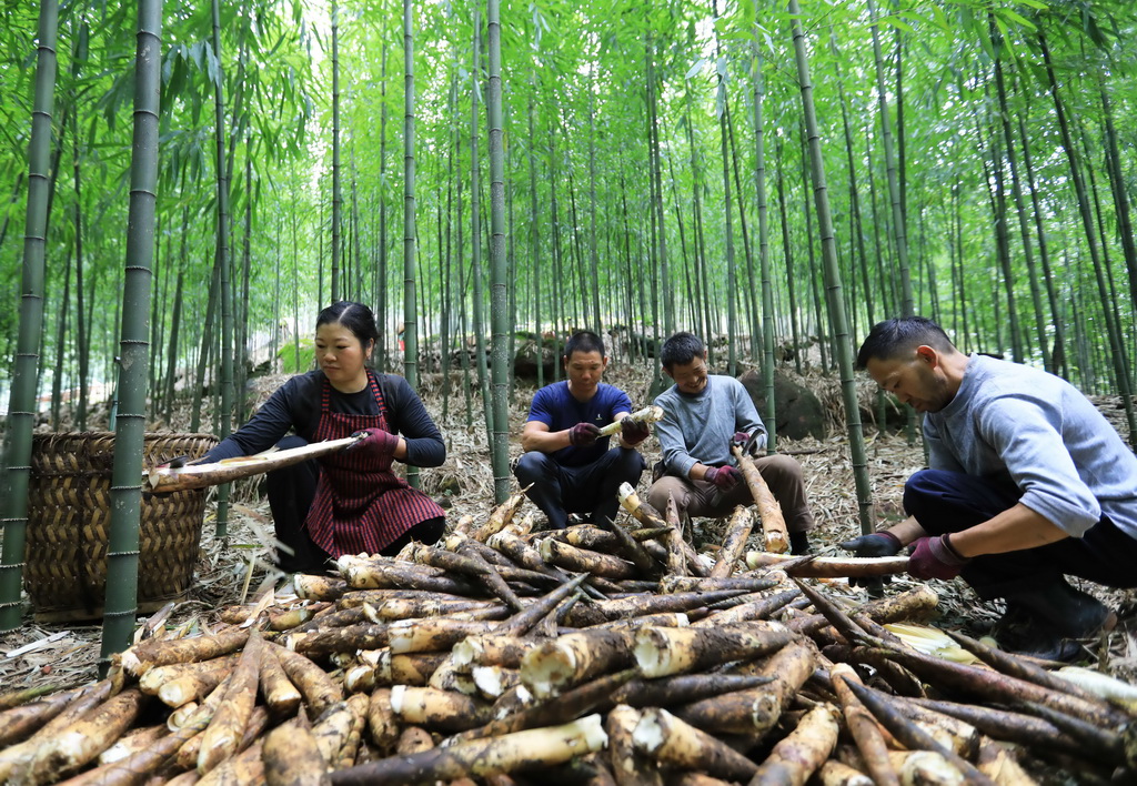 10月8日，在贵州省赤水市宝源乡联华村，农民筛选新鲜竹笋。新华社发（王长育 摄）