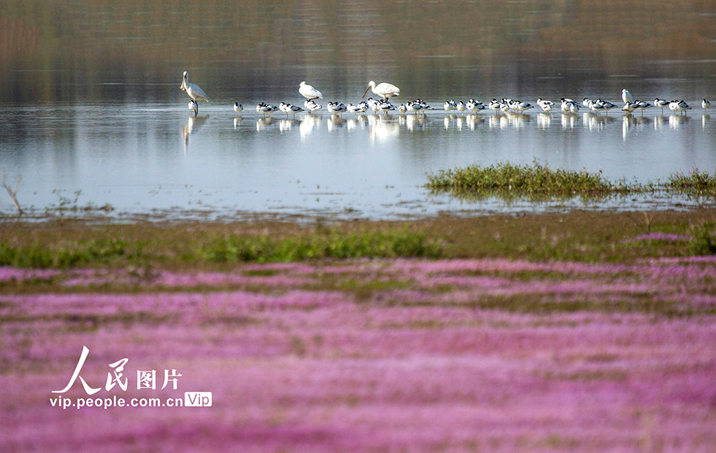 华宇平台登录：江西都昌：鄱阳湖迎来越冬候鸟迁徙高峰