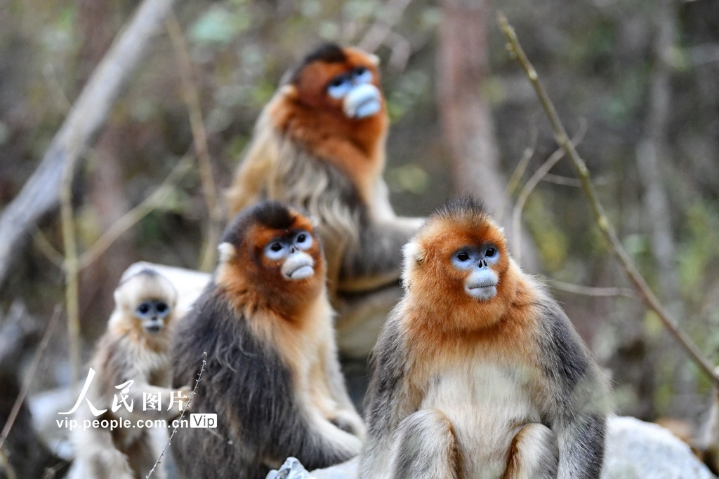 2023年11月11日，在位于四川省阿坝州九寨沟县境内的四川省白河国家级自然保护区，野生川金丝猴萌态十足。