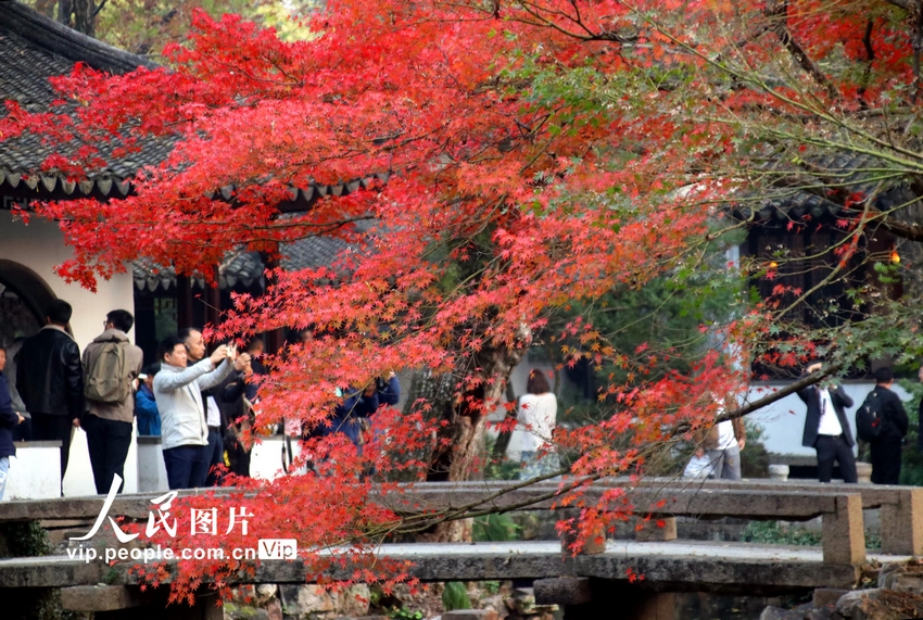 初冬时节，江苏苏州古典园林拙政园内的枫叶开始变红，为初冬古园增添情趣，迷人的景致令游人流连忘返。