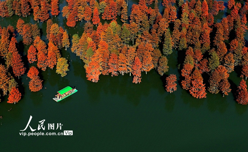 2023年11月24日，安徽省合肥市庐江县柯坦镇大汉塘，“水中森林”层林尽染，景色如画。