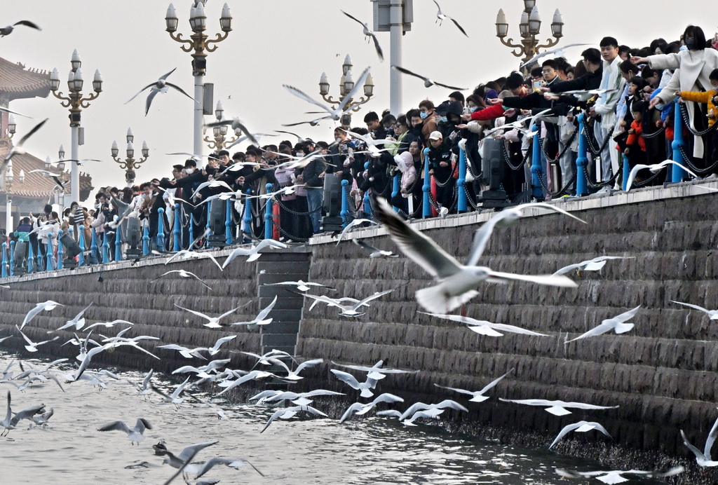 12月9日，游客在山东省青岛市栈桥景区赏鸥、游玩。