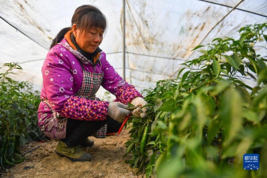 华宇平台官方：科技大棚保障冬季蔬菜生产