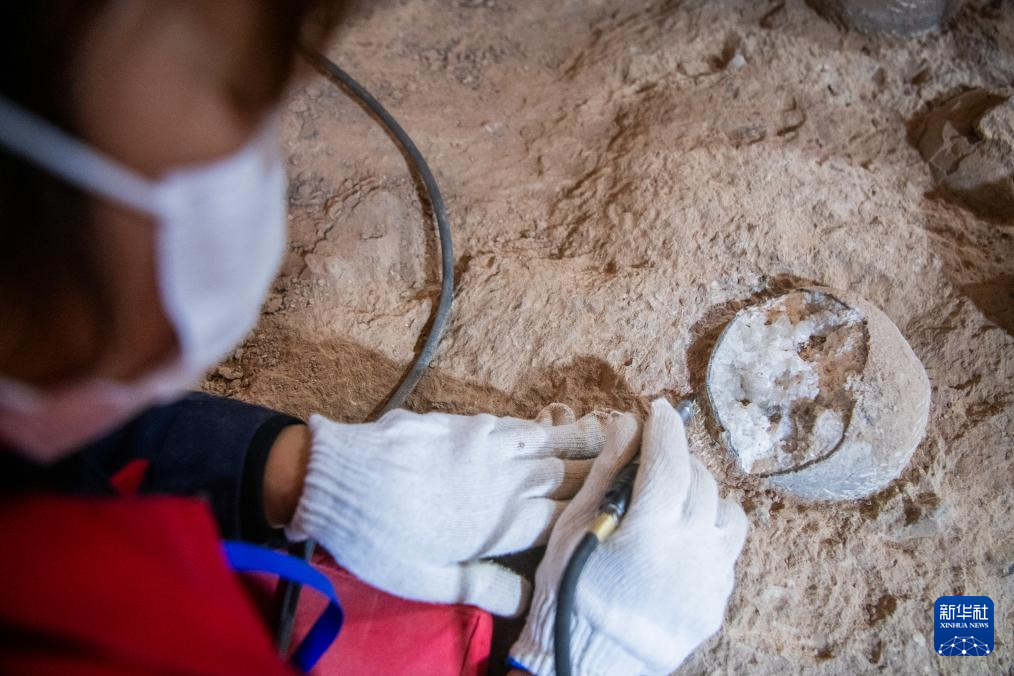 12月22日，工作人员进行恐龙蛋化石原位修复工作。新华社记者 伍志尊 摄