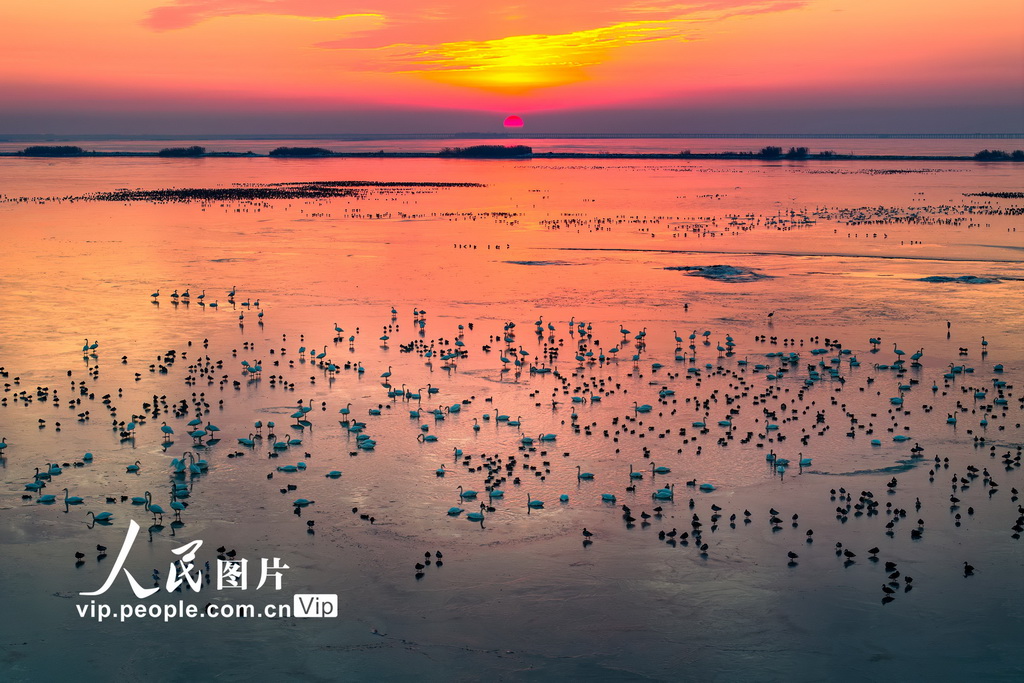 万向娱乐平台：江苏南京：夕阳下的石臼湖群鸟飞舞