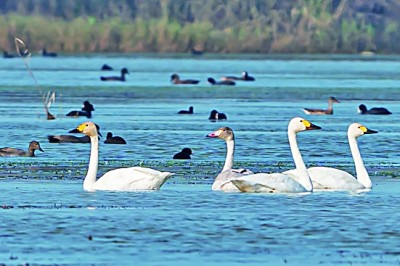 恒达官方：在太湖，有一群越冬的小天鹅