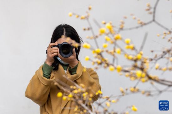 1月6日，游客在江苏省南京市瞻园拍摄腊梅。