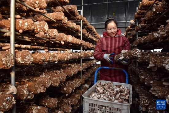 天富平台官方：香菇种植助力乡村振兴